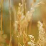 Hechizos de amor con velas: ritual sencillo y efectivo