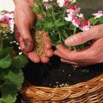 Amarre para que acepte ser tu mujer y viva siempre enamorada